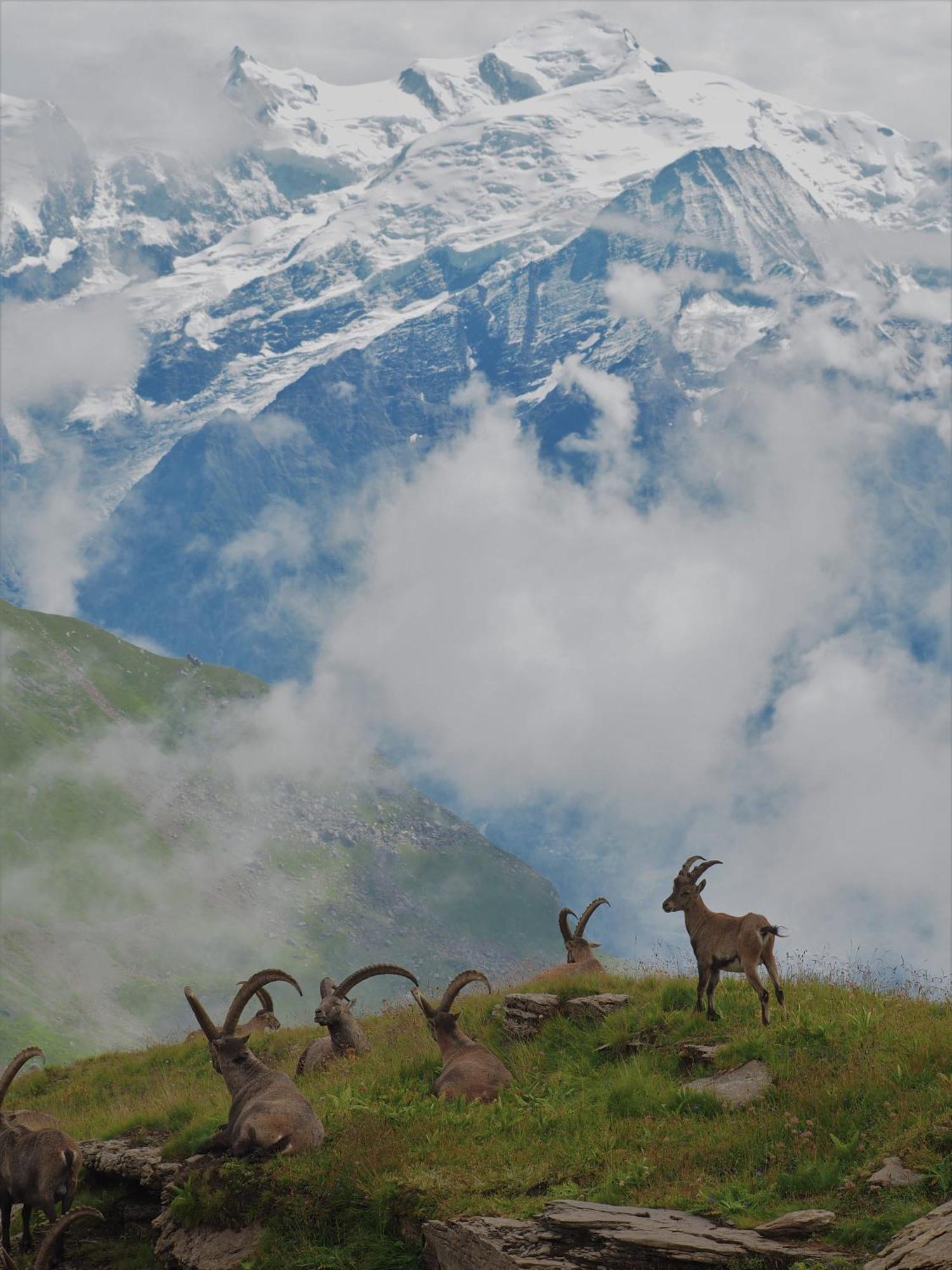 Chalet Arpitan - Les Carroz - Grand Massif Eksteriør bilde
